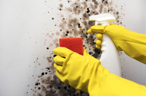 Best Residential Mold Removal  in Guin, AL