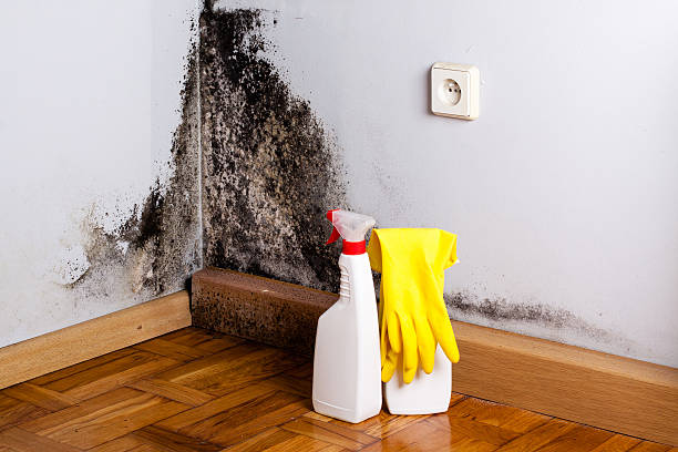 Best Toxic Mold Removal  in Guin, AL