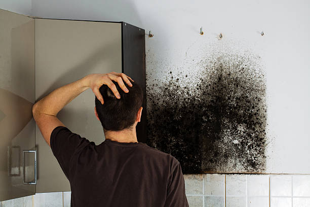 Mold Testing and Removal in Guin, AL