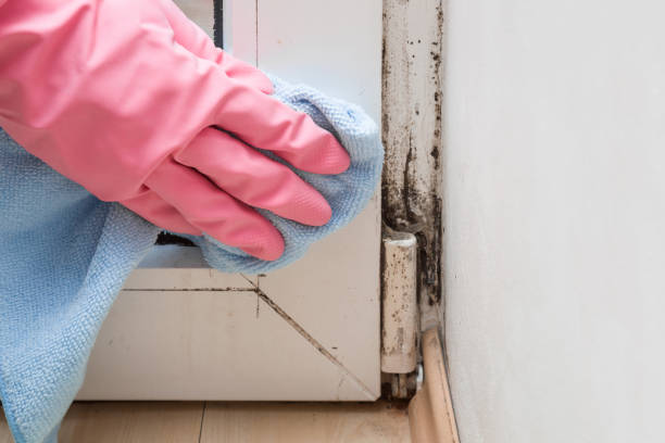 Best Black Mold Removal  in Guin, AL